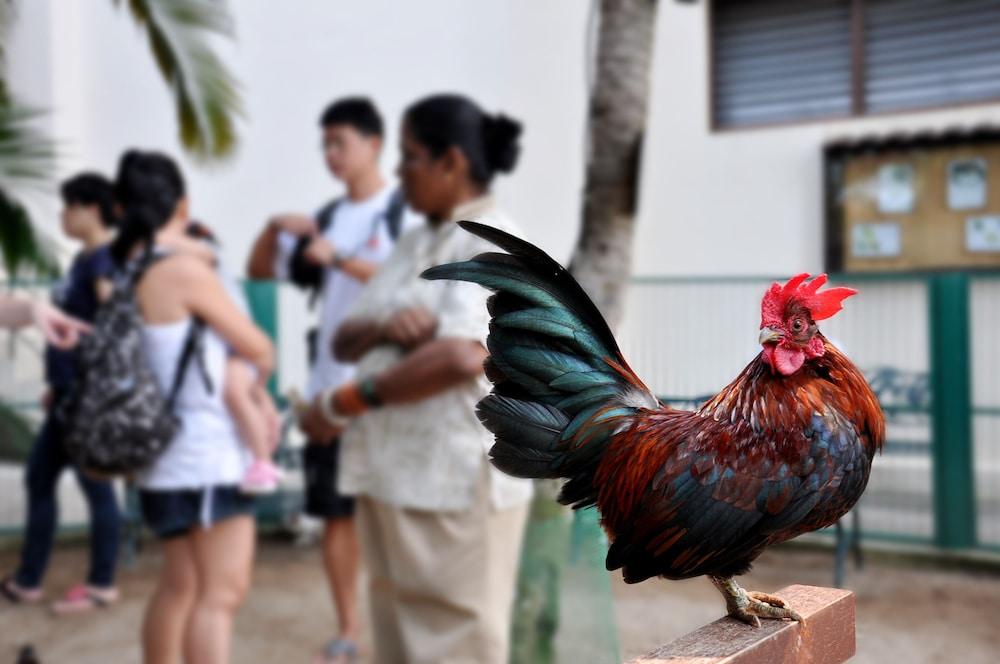 อวิเลียน พอร์ต ดิคสัน Hotel พอร์ตดิ๊กสัน ภายนอก รูปภาพ A rooster in the streets of San Juan, Puerto Rico