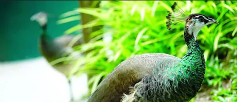 อวิเลียน พอร์ต ดิคสัน Hotel พอร์ตดิ๊กสัน ภายนอก รูปภาพ The green-winged macaw's wing feathers are a distinctive green color.
